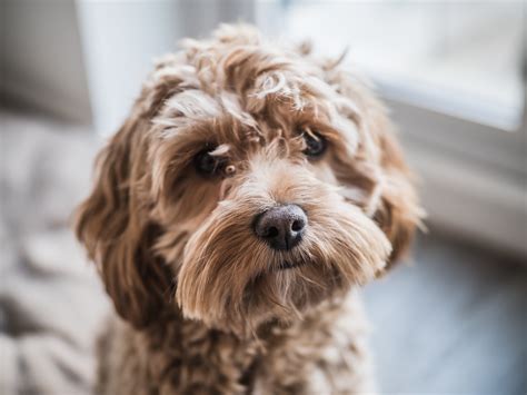 The 10 Naughtiest Dog Breeds, According to Owners